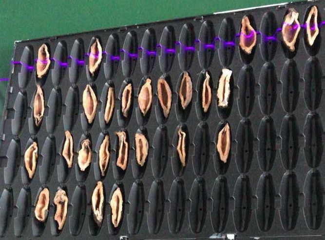 檳榔口味是如何利用高新技術(shù)加工的? 檳榔口味是如何利用高新技術(shù)加工的?