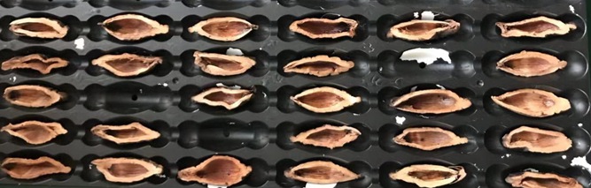 檳榔口味是如何利用高新技術(shù)加工的? 檳榔口味是如何利用高新技術(shù)加工的?